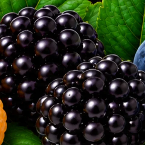 Blackberry