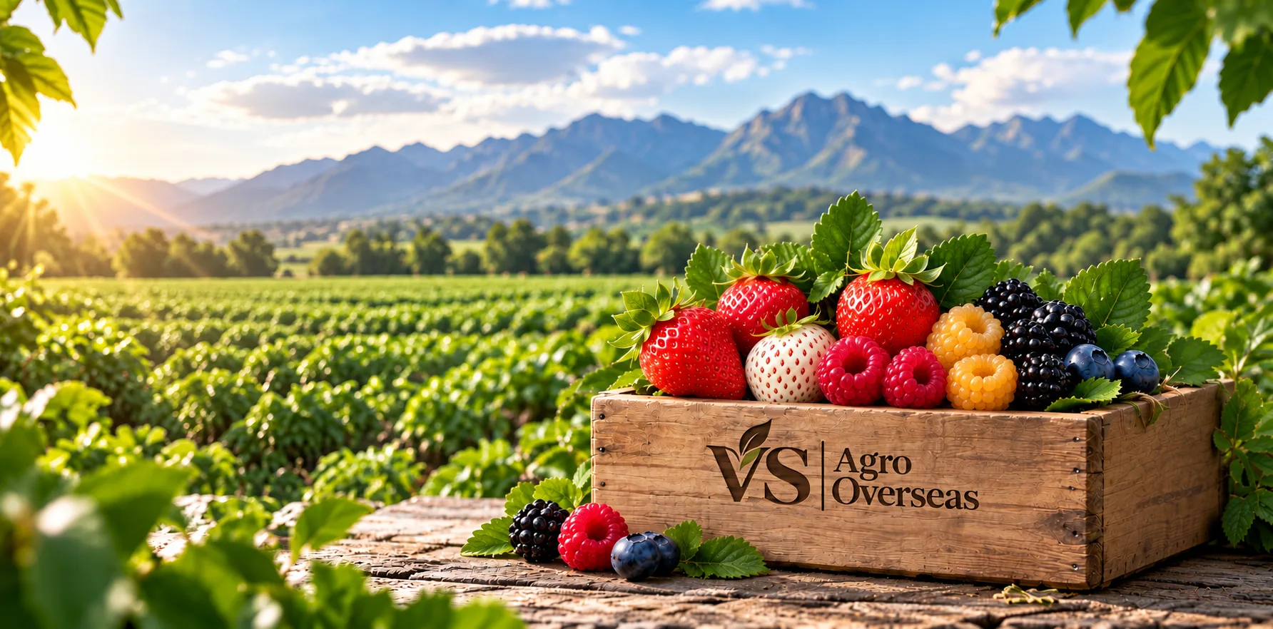 Berries in a wooden VS Agro crate with mountain farmland behind