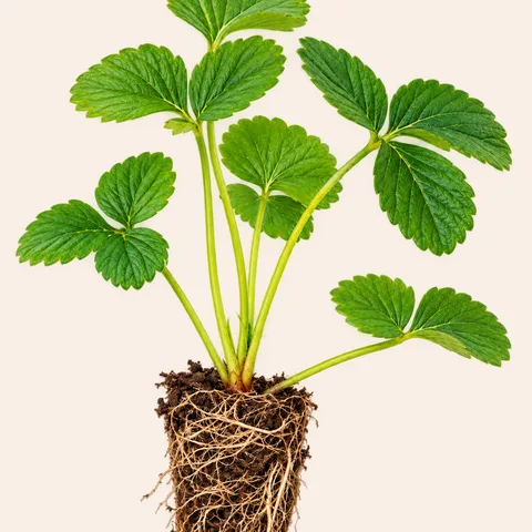 Strawberry mother and runner plants